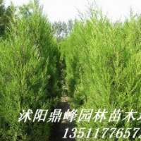 供應綠化苗:蜀檜,龍柏、地柏，扶芳藤,金葉女貞，紅葉小檗