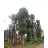 香樟樹香泡樹欒樹桂花樹價格優惠