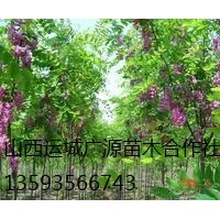 香花槐出售、2-3公分香花槐、價格優惠