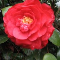 茶花！優(yōu)質(zhì)嫁接砧木茶花！10年生苗！