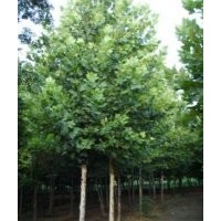 速生國槐大量供應(yīng)規(guī)格齊全