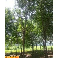 濟南--苗木供應商15公分白蠟4000棵、苗圃苗、隨時起苗