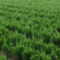 苗圃龍柏100萬。龍柏球10萬棵，高龍柏，龍柏球