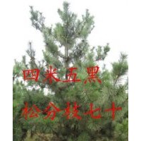 供應各種黑松 側柏 油松