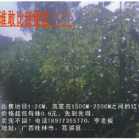 供優質香樟小苗高度150CM-250CM，價格實惠