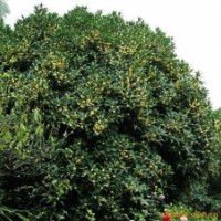冠幅7米5桂花(移栽兩年)。80000。