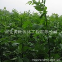 供應1-3公分速生白蠟