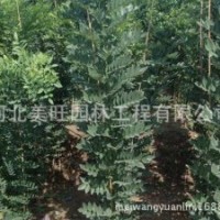 供應1-3公分國槐