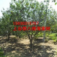 北京八棱海棠樹價格
