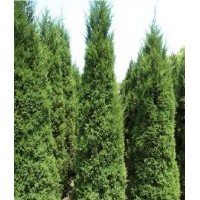 高15-350cm油松、塔柏、龍柏、黑松、蜀檜