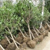 國槐、白蠟、法桐、欒樹、柳樹、泡桐、大皂角、柿子樹等
