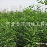供應優質國槐