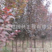 供應優質紫葉李
