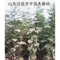 山東冠縣供應毛白楊速生楊速生柳垂柳