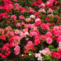 湖南杜鵑價格，春鵑，夏鵑，夏杜，春杜，西洋杜鵑，比利時杜鵑