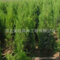 供應側柏