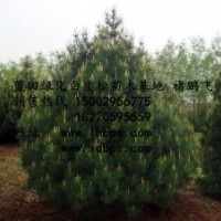 藍田綠化白皮松苗木基地