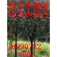 香樟、桂花、天竺桂、垂柳大量出售