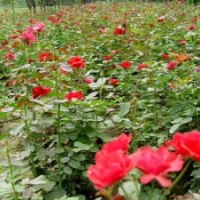 大量供應：綠籬苗，彩籬苗，花籬苗，歡迎選購