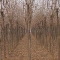 全年供應6公分至80公分國槐