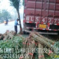 江西竹柳育苗批發