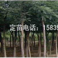 國槐，刺槐，速生槐，速生楊，紅葉楊，白毛楊