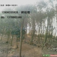 女貞，紫薇，大龍柏，大蜀儈