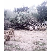 山東東軒國槐基地培育國槐小苗、國槐新品種價格
