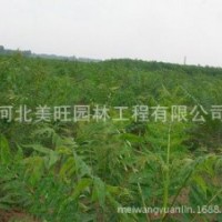 供應千頭椿