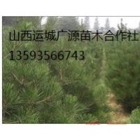 白皮松出售、80-1米白皮松價格優惠供應