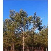 供應5-7米油松，桓仁和興苗木種植基地