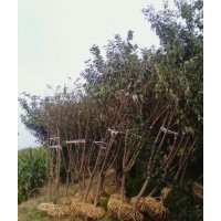 出售櫻花，碧桃，海棠