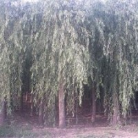 供應各種規格垂柳