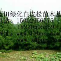 優質綠化白皮松苗木基地