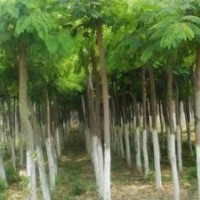 供應落葉喬木國槐，法桐，合歡，垂柳，5-30公分供應國槐，法桐