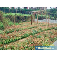 江西刨花楠 刨花楠小苗 香粉樹杯苗