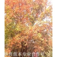 大量供應擰筋槭，叢生擰筋槭