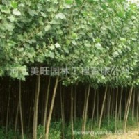 供應速生白楊