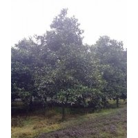 成都蒂楠園林苗圃低價供應廣玉蘭