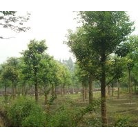 天竺桂-成都蒂楠園林苗圃低價