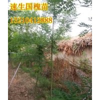 山東國槐小苗；速生國槐苗；國槐苗基地