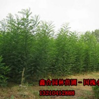 供應(yīng)大規(guī)格國槐、惠民國槐苗種植基地