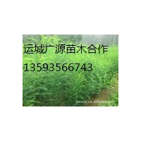 山西國槐小苗、大量國槐小苗供應、價格優惠