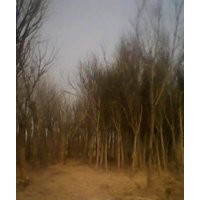 供應國槐，法桐，合歡，垂柳，白蠟