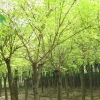大量供應黃金槐，合歡，欒樹，國槐，銀杏，櫸樹，意楊
