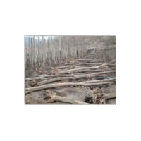 供應裸根截干五角楓胸徑2-14cm 遼寧桓仁和興苗木基地