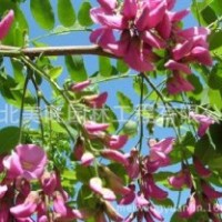 供應優質香花槐
