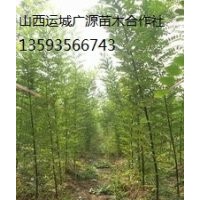 國槐小苗出售、大量國槐小苗、國槐小苗價格