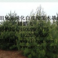 優質綠化白皮松苗木