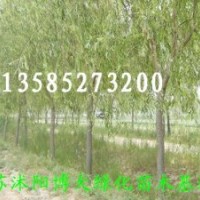 大量供應1--15公分垂柳、金絲柳、直柳、饅頭柳